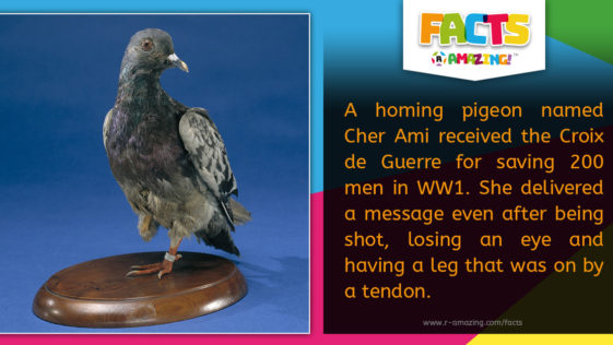R Amazing! Facts - Homing Pigeon