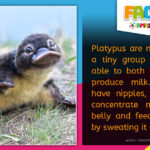 R Amazing! Facts - Platypus Milk