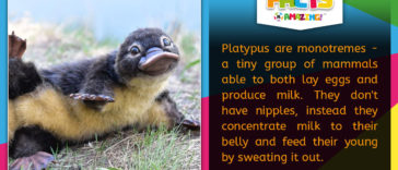 R Amazing! Facts - Platypus Milk