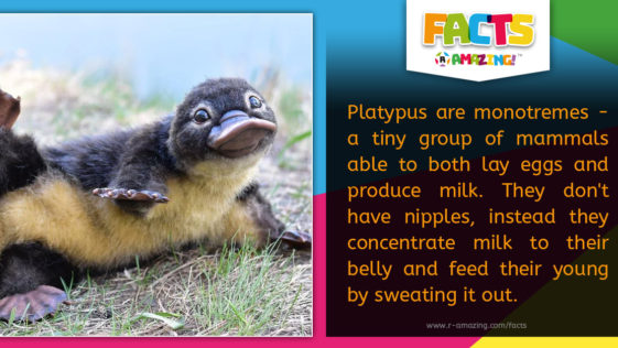 R Amazing! Facts - Platypus Milk
