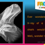 R Amazing! Facts - Hammerhead Shark Xray