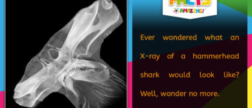 R Amazing! Facts - Hammerhead Shark Xray