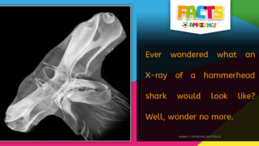 R Amazing! Facts - Hammerhead Shark Xray