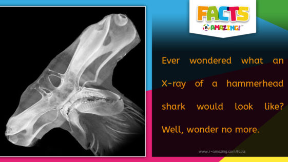 R Amazing! Facts - Hammerhead Shark Xray