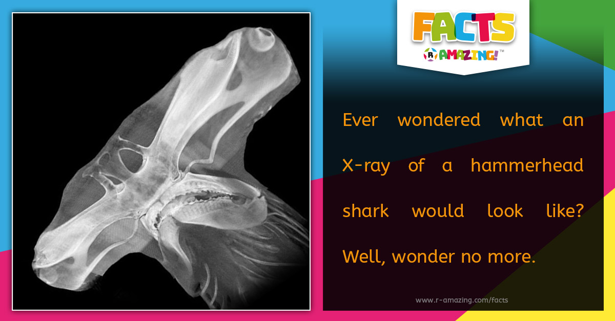 R Amazing! Facts - Hammerhead Shark Xray