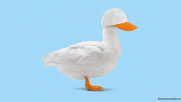 Mixing Concepts - Duck and Baseball Cap