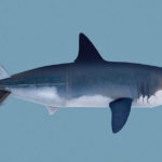 Mixing Concepts - Torpedo and Shark