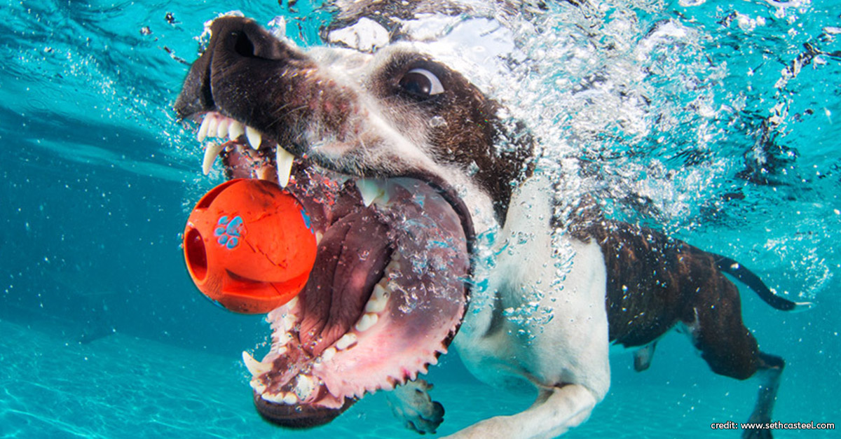 Dog Underwater by Seth Casteel