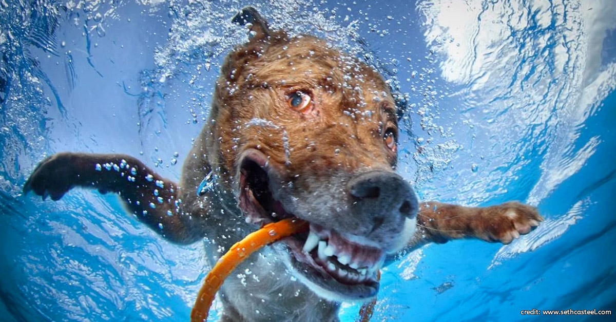 Dog Underwater by Seth Casteel