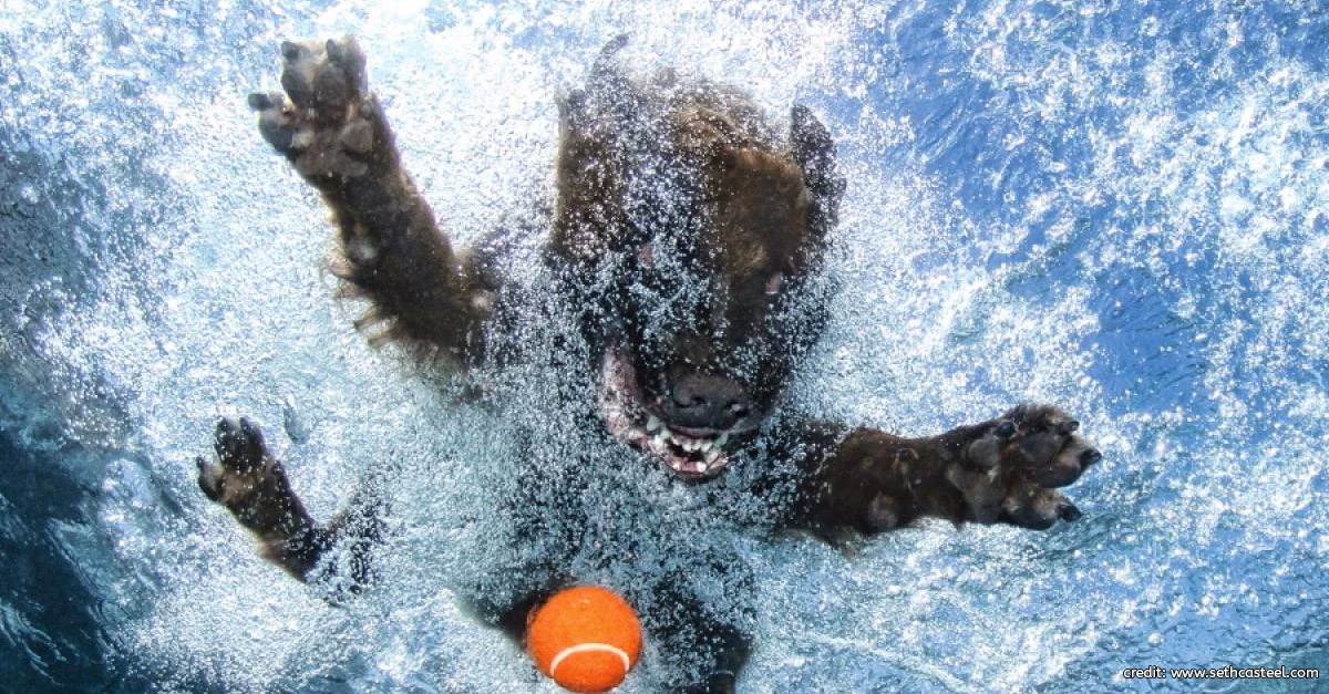 Dog Underwater by Seth Casteel
