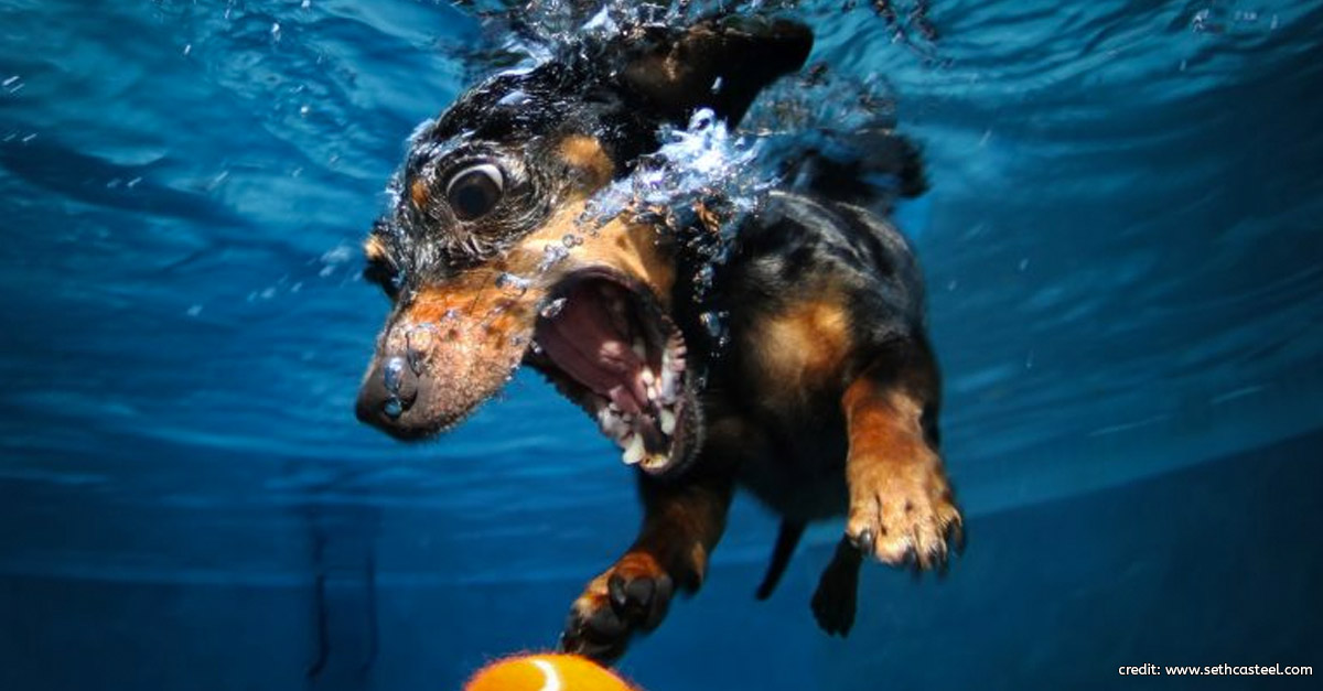 Dog Underwater by Seth Casteel