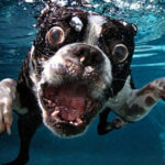 Dog Underwater by Seth Casteel