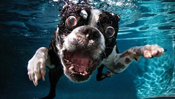 Dog Underwater by Seth Casteel