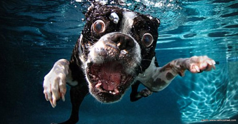 Dog Underwater by Seth Casteel