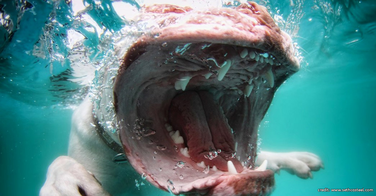 Dog Underwater by Seth Casteel