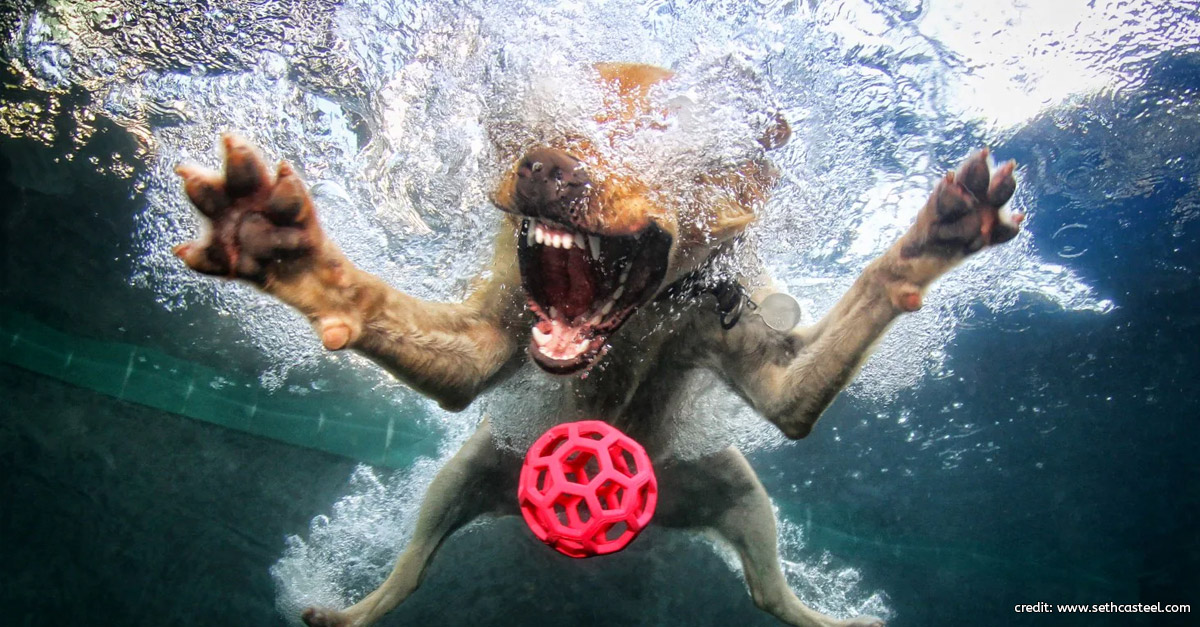 Dog Underwater by Seth Casteel
