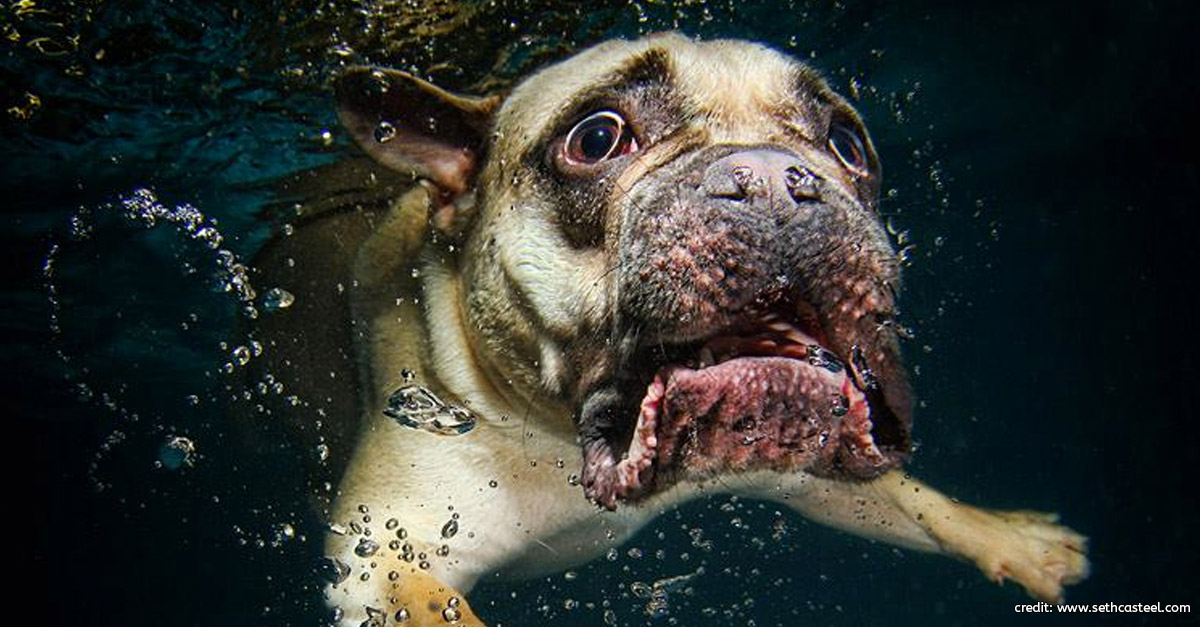 Dog Underwater by Seth Casteel