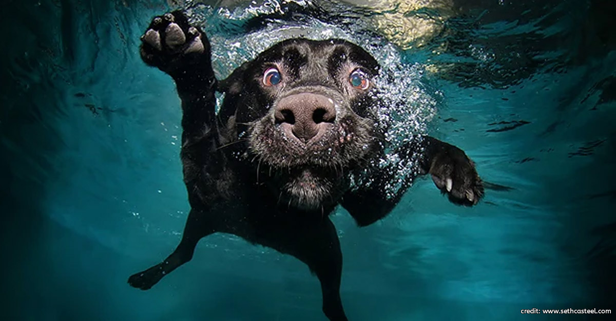 Dog Underwater by Seth Casteel