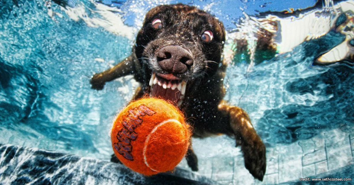 Dog Underwater by Seth Casteel