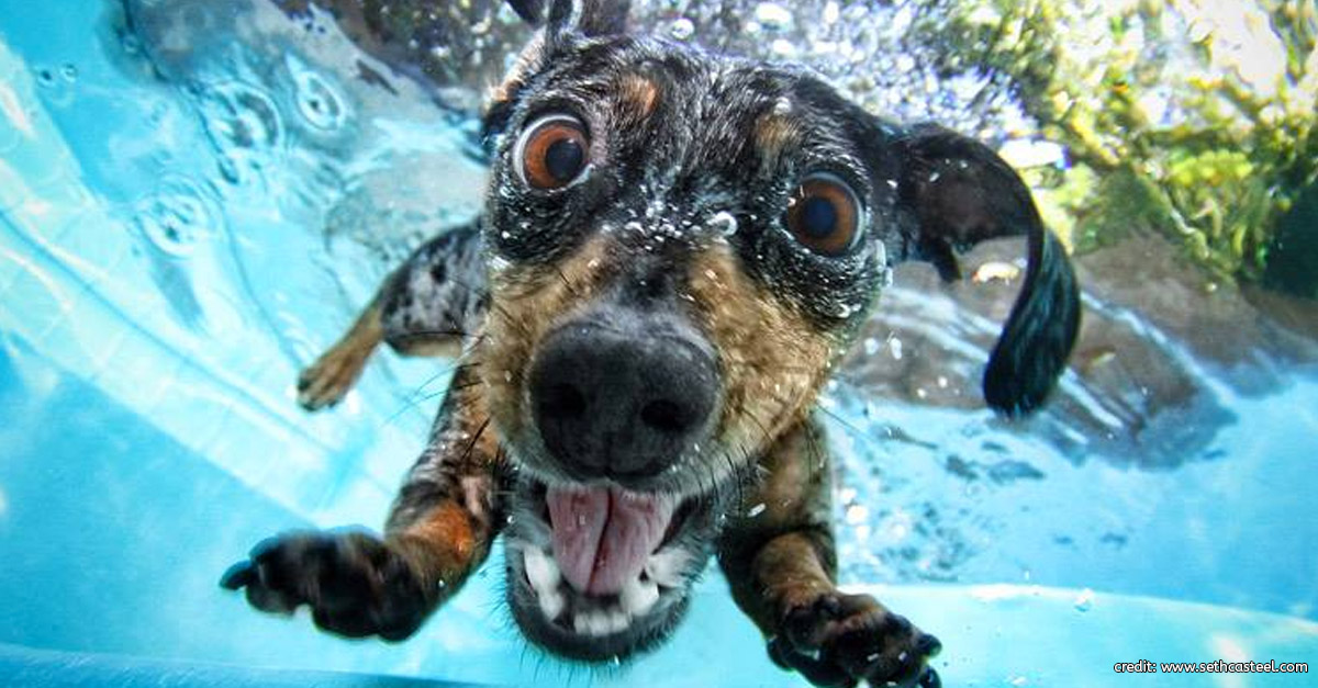 Dog Underwater by Seth Casteel