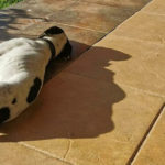 Trump Shadow From A Sleeping Dog