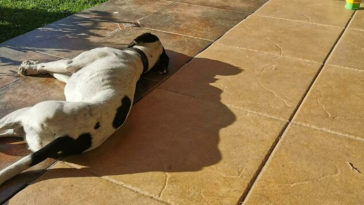 Trump Shadow From A Sleeping Dog