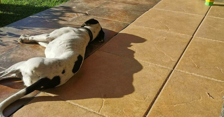 Trump Shadow From A Sleeping Dog