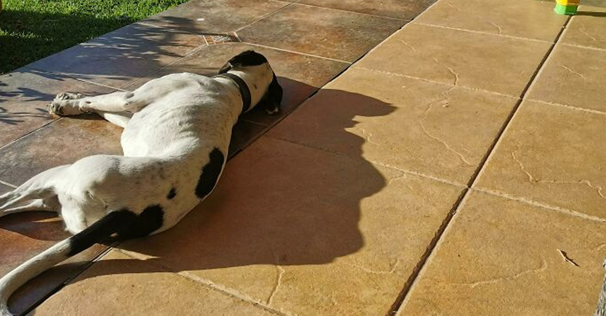 Trump Shadow From A Sleeping Dog