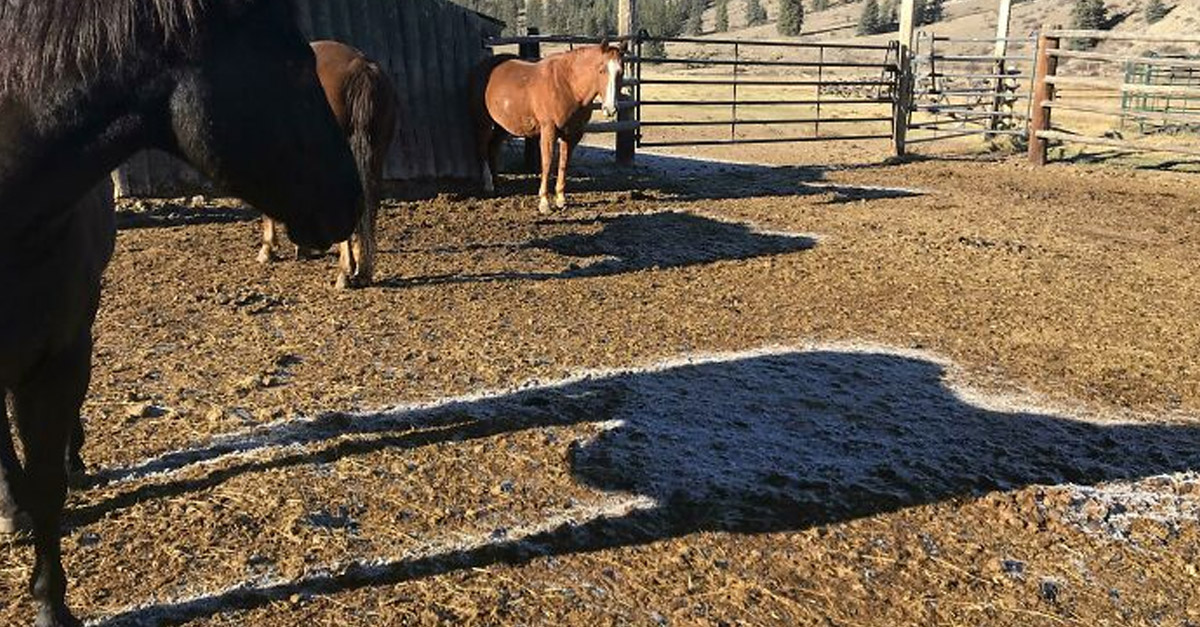 Horse Shadow Frost