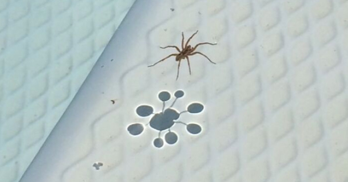 Spider On Water Shadow