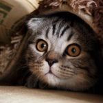 What Cats Teach Us About Happiness