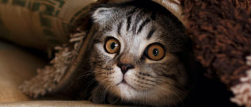What Cats Teach Us About Happiness