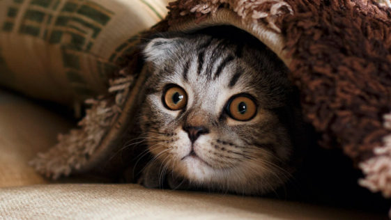 What Cats Teach Us About Happiness