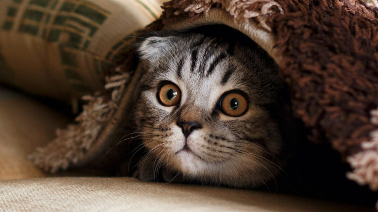 What Cats Teach Us About Happiness