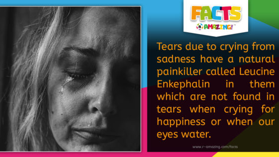 Sad Tears Fact