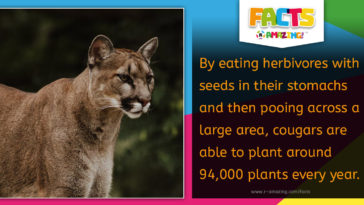 Cougar Planting Seeds Fact