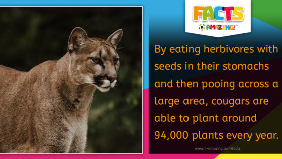 Cougar Planting Seeds Fact