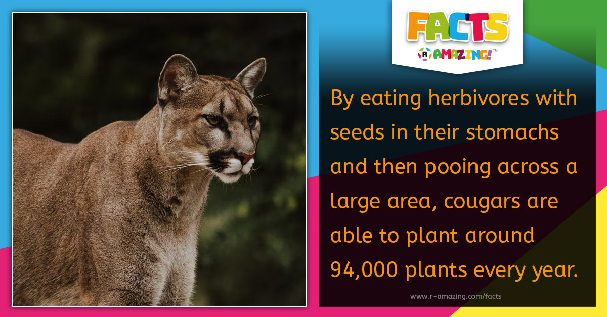 R Amazing! Facts - Cougar Planting Seeds