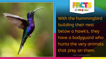 Hummingbird and Hawk Fact
