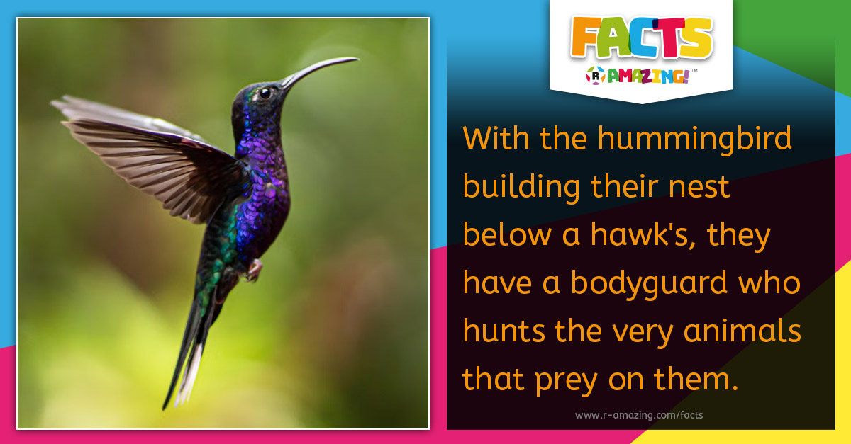 R Amazing! Facts - Hummingbird's Bodyguard