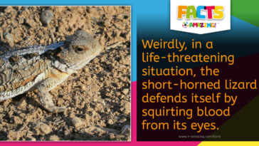 Short-Horned Lizard Fact