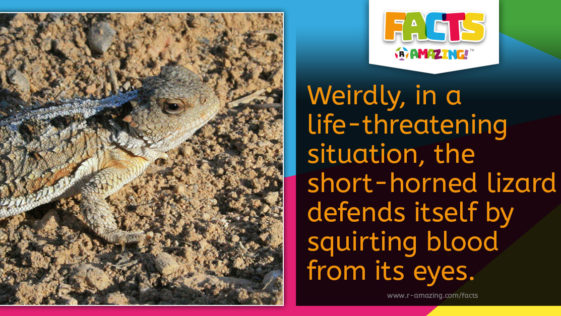 Short-Horned Lizard Fact