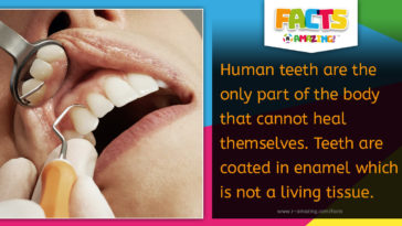 Teeth Cannot Heal Themselves Fact