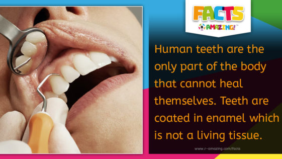 Teeth Cannot Heal Themselves Fact