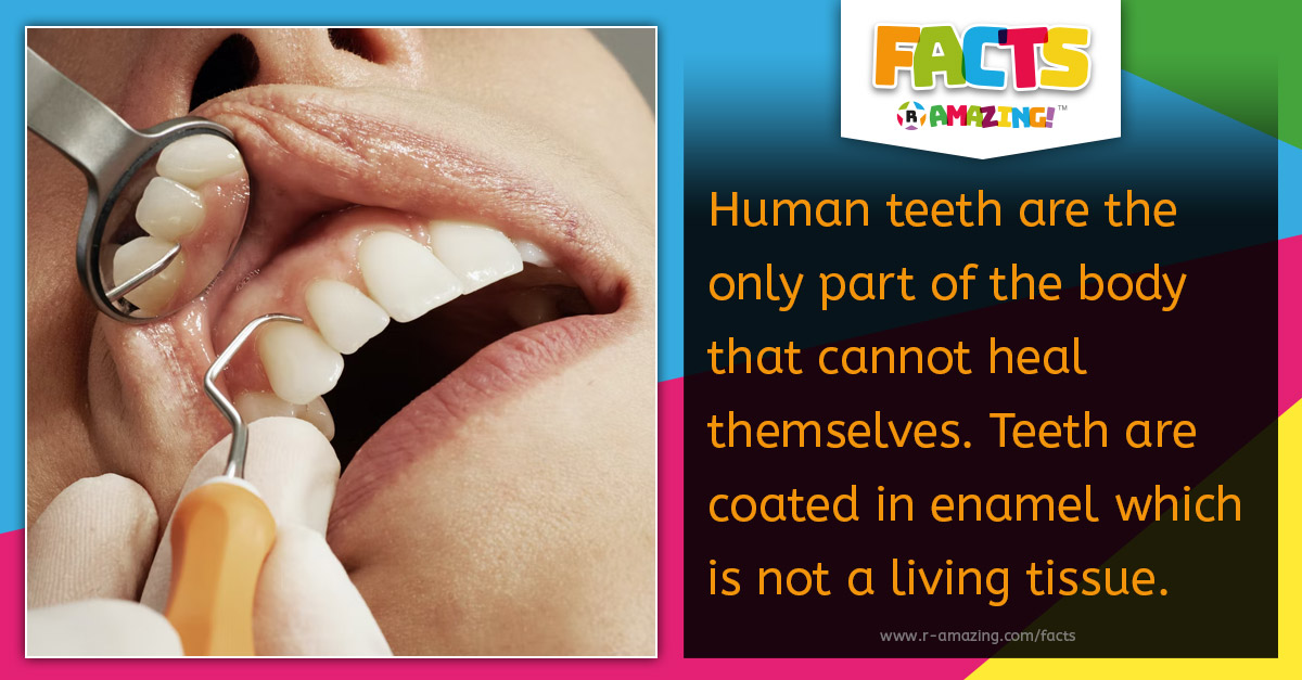 Teeth Cannot Heal Themselves Fact