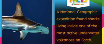 Sharks Living in an Active Volcano Fact