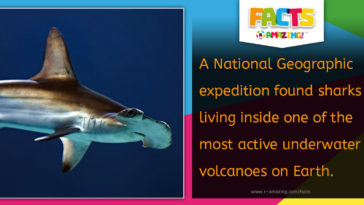 Sharks Living in an Active Volcano Fact