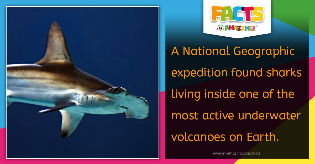 R Amazing! Facts - Sharks Living in an Active Underwater Volcano