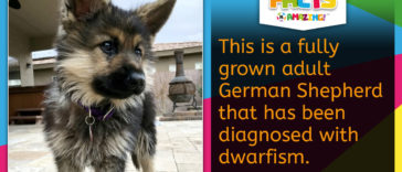Dog Dwarfism Fact