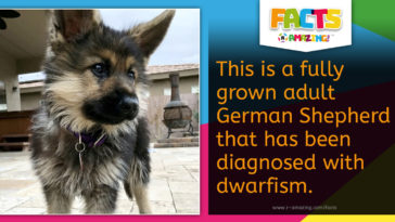 Dog Dwarfism Fact